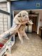 English Bulldog Puppies for sale in Warren, MI, USA. price: $3,000