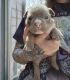 English Bulldog Puppies for sale in Warren, MI, USA. price: $3,500