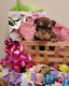 English Bulldog Puppies for sale in Spanish Fort, AL, USA. price: NA