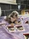 English Bulldog Puppies for sale in Riverside, CA, USA. price: $25,003,500