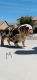English Bulldog Puppies for sale in Victorville, CA, USA. price: NA