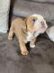 English Bulldog Puppies for sale in Dallas, TX, USA. price: $400