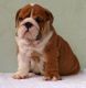 English Bulldog Puppies for sale in Dallas, TX, USA. price: $400