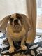 English Bulldog Puppies for sale in Bronx, NY 10461, USA. price: NA
