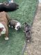 English Bulldog Puppies for sale in 1621 10th Ave, Council Bluffs, IA 51501, USA. price: $1,200