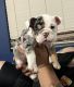 English Bulldog Puppies for sale in Blythe, CA, USA. price: NA