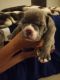English Bulldog Puppies for sale in Antelope Valley Fwy, Santa Clarita, CA, USA. price: $3,000