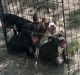 English Bulldog Puppies for sale in 2535 Barber St, Baton Rouge, LA 70808, USA. price: $250