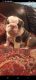English Bulldog Puppies for sale in Dallas, TX, USA. price: $3