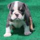 English Bulldog Puppies for sale in Winnsboro, TX 75494, USA. price: NA