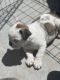 English Bulldog Puppies for sale in Wamego, KS 66547, USA. price: NA