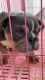 English Bulldog Puppies for sale in Riverside, CA, USA. price: $4,000