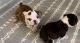 English Bulldog Puppies for sale in Lititz, PA 17543, USA. price: $2,000