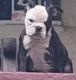 English Bulldog Puppies for sale in Berkeley, CA, USA. price: NA