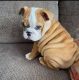 English Bulldog Puppies for sale in Los Angeles, CA, USA. price: $400