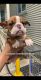 English Bulldog Puppies for sale in Homewood, IL, USA. price: $2,000
