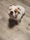 English Bulldog Puppies for sale in Depew, NY, USA. price: $1,300
