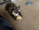 English Bulldog Puppies for sale in Minneapolis, MN, USA. price: $1,000