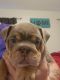 English Bulldog Puppies for sale in Baton Rouge, LA 70817, USA. price: NA
