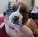 English Bulldog Puppies for sale in Doyline, LA 71023, USA. price: $500