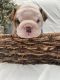 English Bulldog Puppies for sale in Bridgeview, IL, USA. price: $4,000