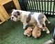 English Bulldog Puppies for sale in Murrieta, CA, USA. price: $5,500