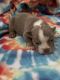 English Bulldog Puppies for sale in Richmond, VA, USA. price: $2,500