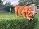English Bulldog Puppies for sale in North Richland Hills, TX, USA. price: $3,000