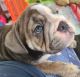 English Bulldog Puppies for sale in Houston, TX, USA. price: $1,800