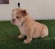 English Bulldog Puppies for sale in Orange County, CA, USA. price: $1,000