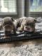 English Bulldog Puppies for sale in Atlanta, GA, USA. price: $4,000