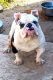 English Bulldog Puppies for sale in Lancaster, CA 93534, USA. price: $1,200