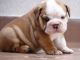 English Bulldog Puppies for sale in Cornelia St, New York, NY 10014, USA. price: $450