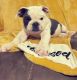 English Bulldog Puppies for sale in Wichita, KS, USA. price: $1,500