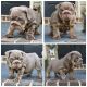 English Bulldog Puppies for sale in Baton Rouge, LA 70817, USA. price: $3,000
