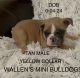 English Bulldog Puppies for sale in Birmingham-Hoover Metropolitan Area, AL, USA. price: NA