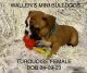 English Bulldog Puppies for sale in Birmingham-Hoover Metropolitan Area, AL, USA. price: $1,500