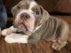 English Bulldog Puppies for sale in Denver, CO 80219, USA. price: $1,000
