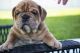 English Bulldog Puppies for sale in St. Augustine, FL, USA. price: NA