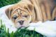 English Bulldog Puppies for sale in St. Augustine, FL, USA. price: NA