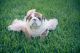 English Bulldog Puppies for sale in St. Augustine, FL, USA. price: $2,200