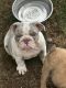 English Bulldog Puppies for sale in Tioga, TX 76271, USA. price: NA
