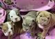 English Bulldog Puppies for sale in Manila, Metro Manila, Philippines. price: 12000 PHP
