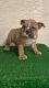 English Bulldog Puppies for sale in N 27th Ave, Phoenix, AZ, USA. price: $1,500