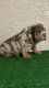English Bulldog Puppies for sale in N 27th Ave, Phoenix, AZ, USA. price: NA