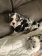 English Bulldog Puppies for sale in Maricopa, AZ, USA. price: NA