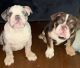 English Bulldog Puppies for sale in Los Angeles, CA, USA. price: $3,500