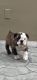 English Bulldog Puppies for sale in Orange, CA, USA. price: $1,600