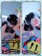 English Bulldog Puppies for sale in Graham, NC, USA. price: NA