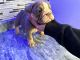 English Bulldog Puppies for sale in Long Beach, CA, USA. price: $2,500